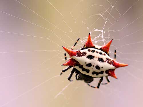 Самые красивые и милые пауки в мире - фото, названия и описание