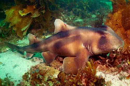 Виды и отряды акул - характеристика, примеры и фото