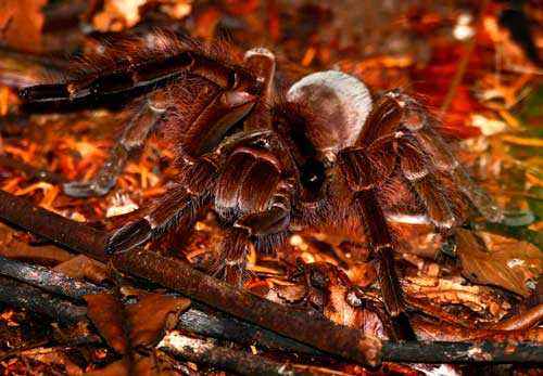 Какой паук самый большой на Земле - фото и описание крупнейших пауков планеты