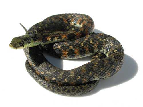 Какие ядовитые змеи обитают в России: фото, названия и характеристика