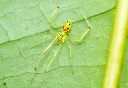 Самые красивые и милые пауки в мире - фото, названия и описание