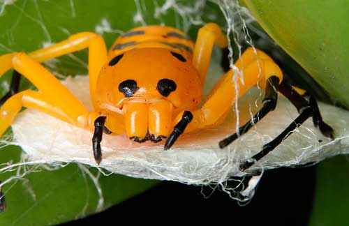 Самые красивые и милые пауки в мире - фото, названия и описание