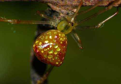 Самые красивые и милые пауки в мире - фото, названия и описание
