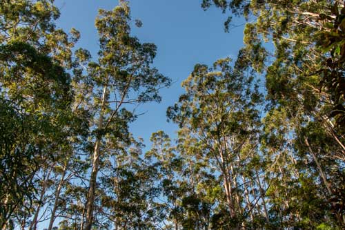 Какие природные зоны есть в Австралии — описание, климат, почвы, животные и растения