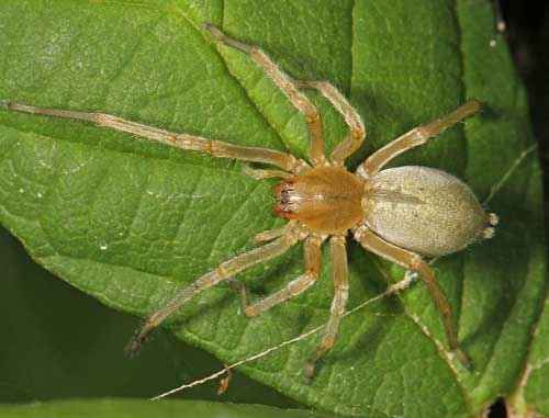 Какой паук самый ядовитый на Земле - фото и описание опаснейших видов пауков