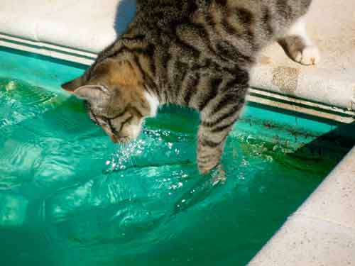 Почему кошки боятся воды? Как помыть кошку, если она не любит воду?