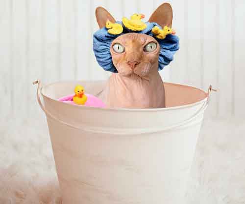 Почему кошки боятся воды? Как помыть кошку, если она не любит воду?