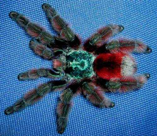 Самые красивые и милые пауки в мире - фото, названия и описание