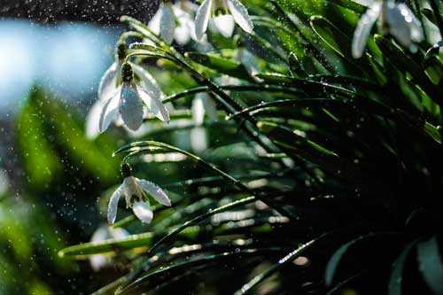 Когда отмечают Международный день подснежника?