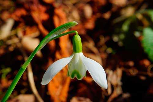 Когда отмечают Международный день подснежника?