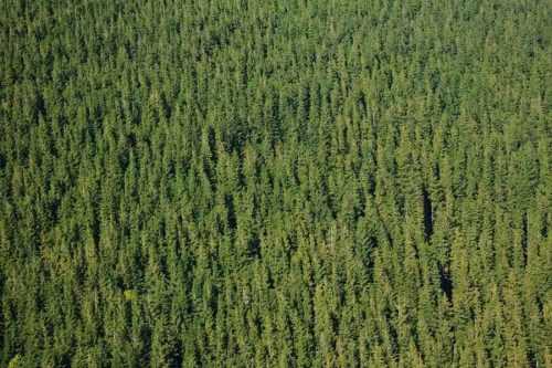 Доклад-сообщение на тему: "Природные зоны России"