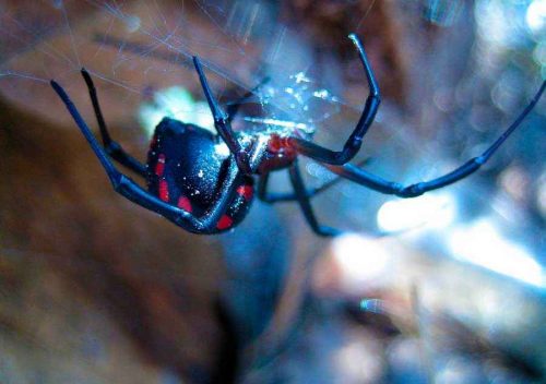 Какие ядовитые виды пауков есть в России - список, характеристика и фото