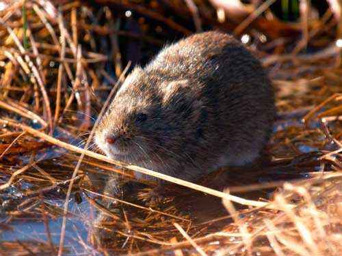 Редкие животные из Красной книги Забайкальского края — список, характеристика и фото