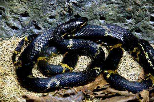 Редкие животные из Красной книги Хабаровского края — список, характеристика и фото