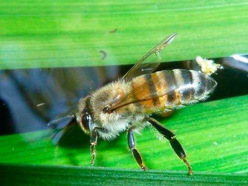Какие насекомые смертельно опасные для человека - список, фото и описания