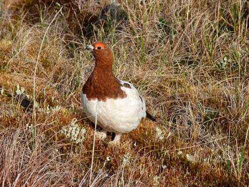 Животный мир Камчатки - список, описание и фото