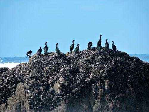 Животный мир Камчатки - список, описание и фото