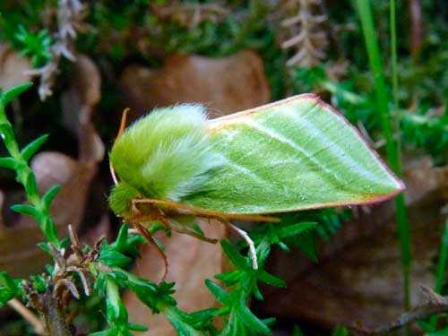 Животный мир Урала - список, характеристика и фото