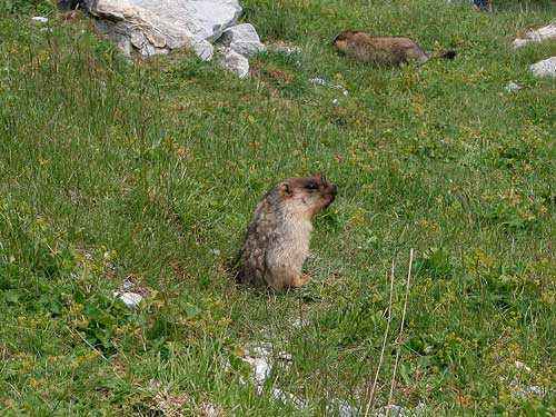 Редкие животные из Красной книги Забайкальского края — список, характеристика и фото