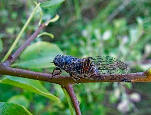 Редкие животные из Красной книги Алтайского края — список, характеристика и фото