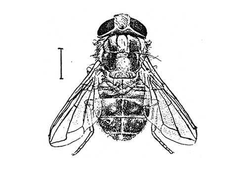 Какие насекомые смертельно опасные для человека - список, фото и описания