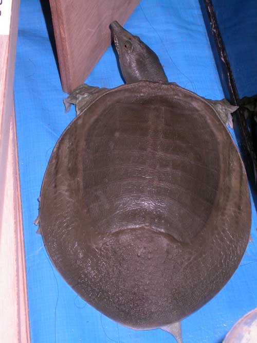 Редкие животные из Красной книги Хабаровского края — список, характеристика и фото