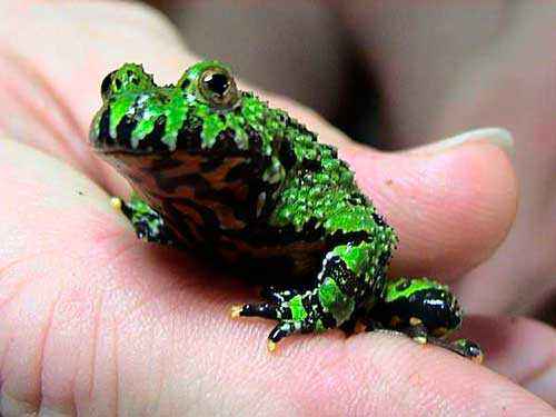 Редкие животные из Красной книги Хабаровского края — список, характеристика и фото