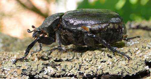 Редкие животные из Красной книги Хабаровского края — список, характеристика и фото