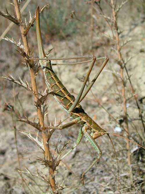 Редкие животные из Красной книги Алтайского края — список, характеристика и фото