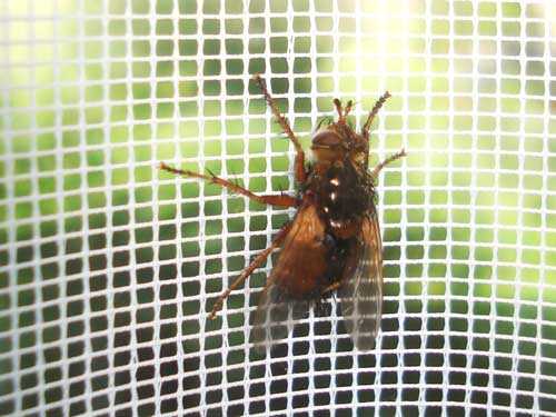 Животный мир Урала - список, характеристика и фото