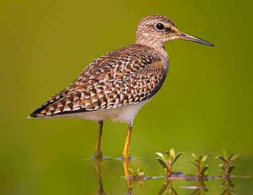 Редкие животные из Красной книги Алтайского края — список, характеристика и фото