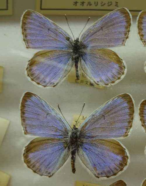 Редкие животные из Красной книги Хабаровского края — список, характеристика и фото