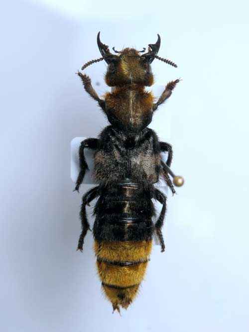 Редкие животные из Красной книги Алтайского края — список, характеристика и фото