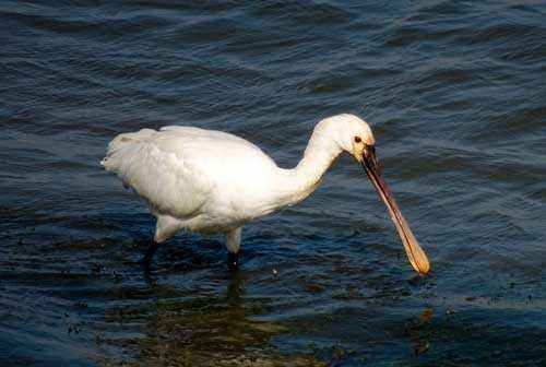 Редкие животные из Красной книги Забайкальского края — список, характеристика и фото