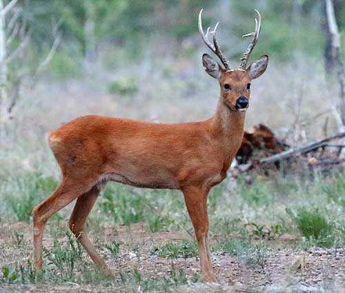 Редкие животные из Красной книги Красноярского края — список, характеристика и фото