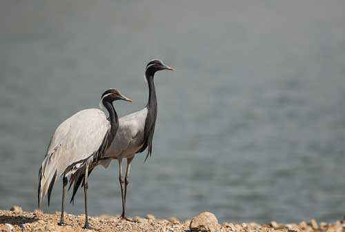Редкие животные из Красной книги Забайкальского края — список, характеристика и фото