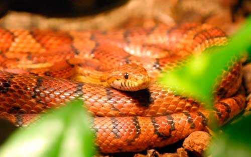 Самые красивые виды змей на планете - список, характеристика и фото
