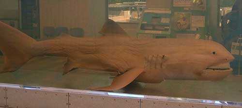 Какие виды акул крупнейшие на Земле - список, фото и характеристика