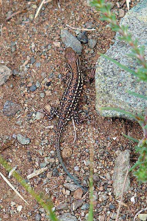 Редкие животные из Красной книги Забайкальского края — список, характеристика и фото