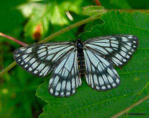 Редкие животные из Красной книги Забайкальского края — список, характеристика и фото