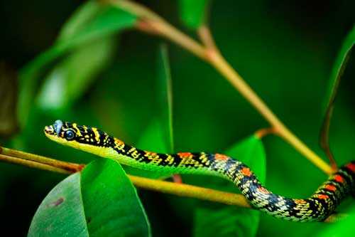 Украшенные древесные змеи - виды, характеристика, фото и видео