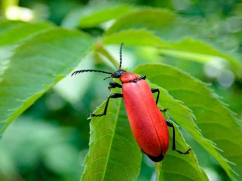 Редкие животные из Красной книги Красноярского края — список, характеристика и фото