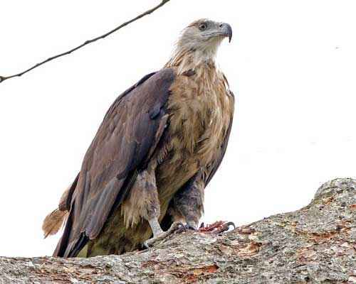 Редкие животные из Красной книги Алтайского края — список, характеристика и фото