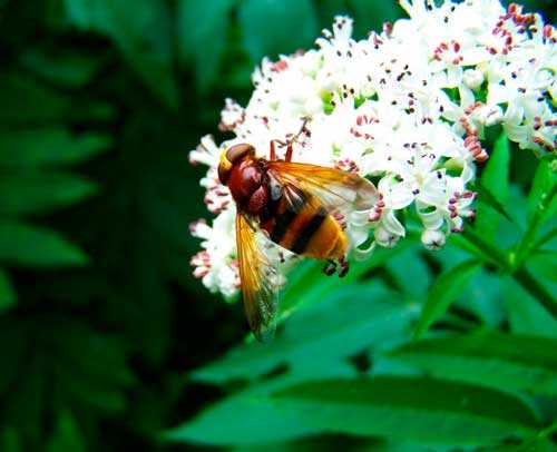 Какие насекомые смертельно опасные для человека - список, фото и описания