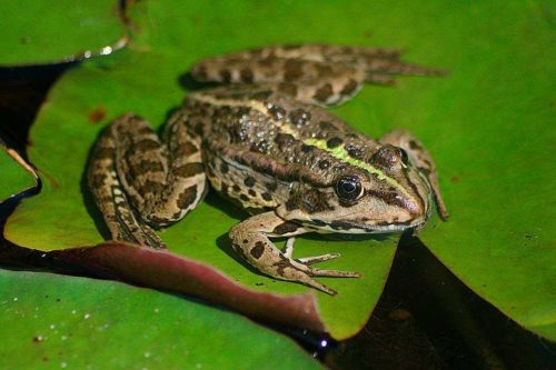 Редкие животные из Красной книги Красноярского края — список, характеристика и фото