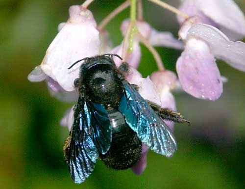 Редкие животные из Красной книги Алтайского края — список, характеристика и фото