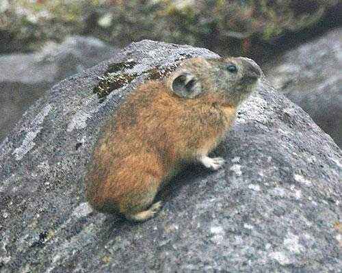 Животный мир Камчатки - список, описание и фото