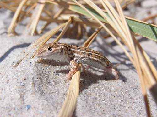 Редкие животные из Красной книги Алтайского края — список, характеристика и фото