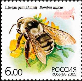 Редкие животные из Красной книги Приморского края — список, характеристика и фото