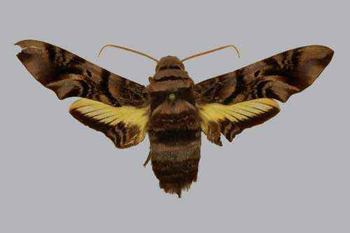 Редкие животные из Красной книги Хабаровского края — список, характеристика и фото